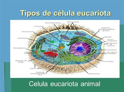 La Célula Eucariota.   ppt video online descargar