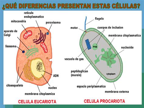 La Célula Eucariota.   ppt video online descargar