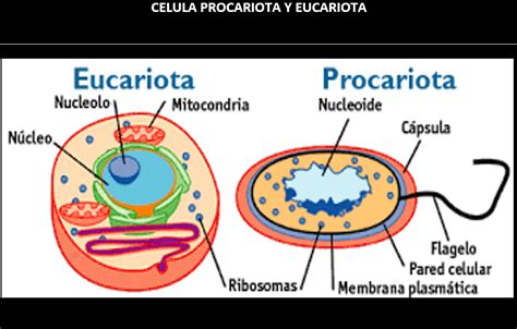 La célula eucariota y procariota