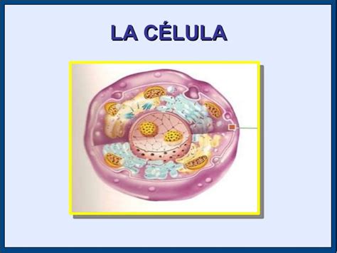 La Celula