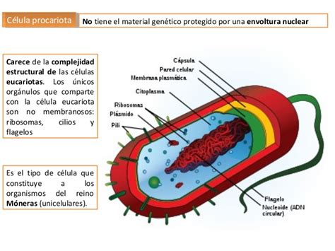 La célula,  procariota y eucariota