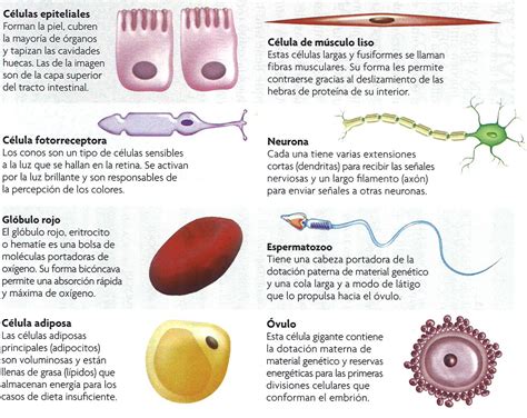 La Célula: Tipos de Células Animales
