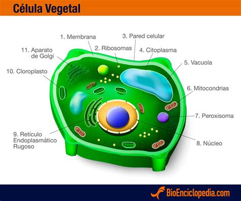 La Célula Vegetal   Información y Características