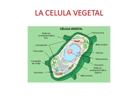 La celula vegetal