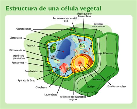 La célula vegetal :: Regnum Plantae
