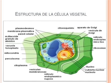 La célula vegetal y animal