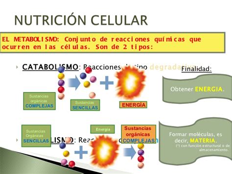 La celula y la funcion de nutricion