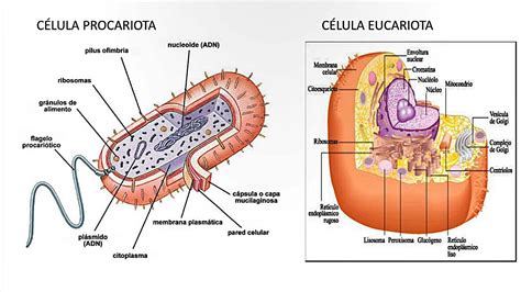 La célula y las estructuras celulares: Eucariotas y ...