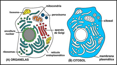 La célula y las estructuras celulares: Eucariotas y ...