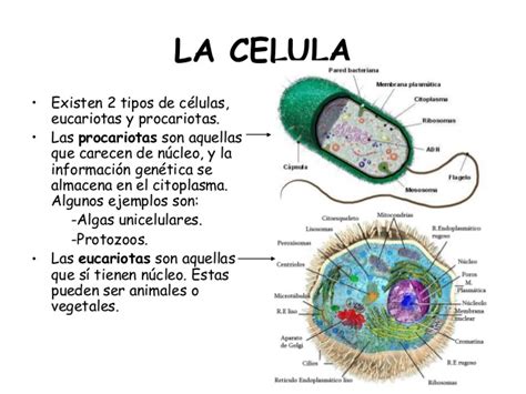 La celula y los organismos mas sencillos