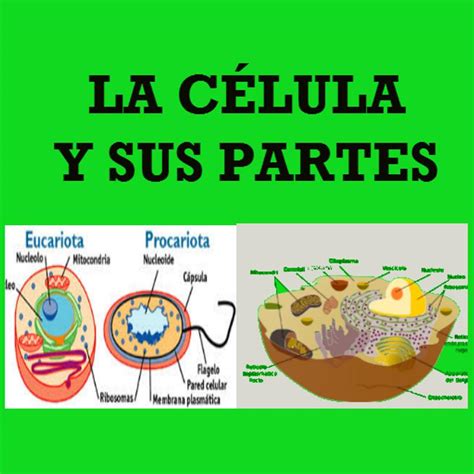 LA CÉLULA Y SUS PARTES APK Download   Free Education APP ...