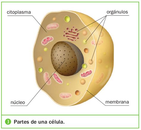 La célula y sus partes de  Lucía