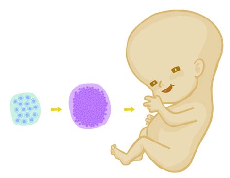 La clonación y las células madre | La genética al alcance ...