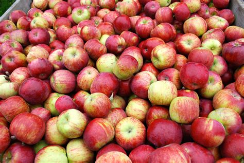 La conservation des pommes | ReallyLocalHarvest