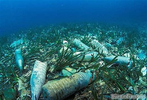 La contaminación de los océanos | BIOPEDIA