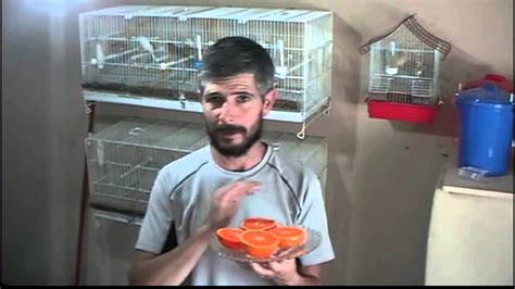 la cria de canarios  alimentacion con naranja    YouTube