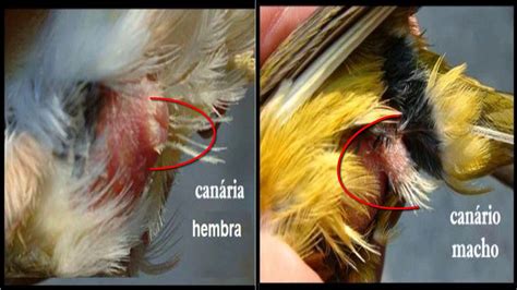 La cria de canarios   como diferenciar pichones machos de ...