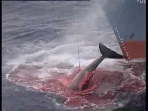 La Crueldad de la pesca de ballenas.   YouTube