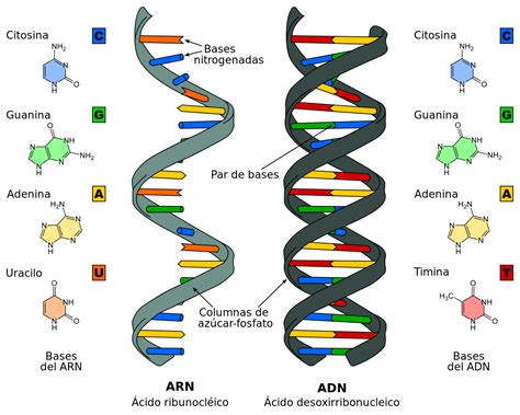 La definición de Ácido desoxirribonucleico o ADN es una ...
