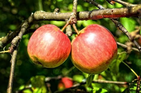 La dieta de la manzana | Beneficios, 3 y 5 días, en qué ...