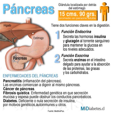 La disfunción del páncreas en la diabetes tipo 1 y 2 ...