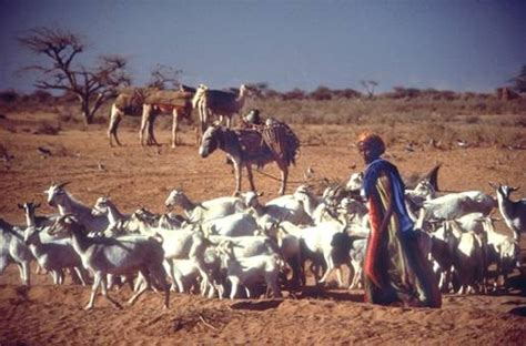 La economía somalí : agricultura