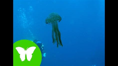 La Eduteca   Esponjas, medusas y gusanos   YouTube