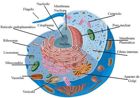 La estructura de la célula eucariota. |  biología