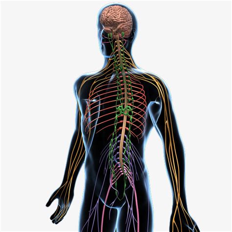 La estructura del cuerpo humano es el lado del diagrama ...