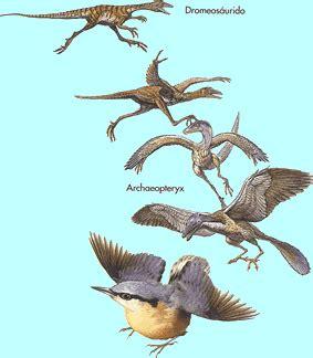 La Evolución de las Aves.   Ciencia y Educación   Taringa!