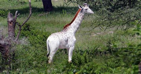 La extraña jirafa blanca descubierta en Tanzania ...