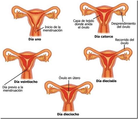 La Fase Lútea, Ovulación, Menstruación y Problemas ...