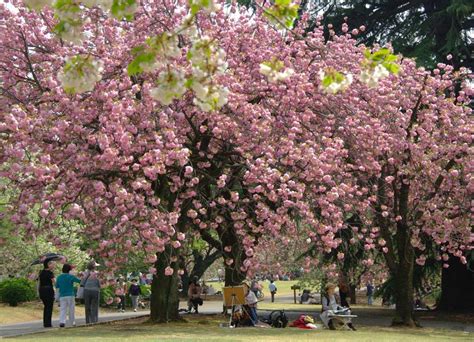 La fiesta de la primavera en Japón | I love japo