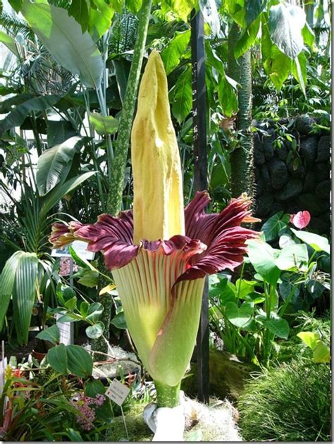 La flor más grande del mundo | Plantas