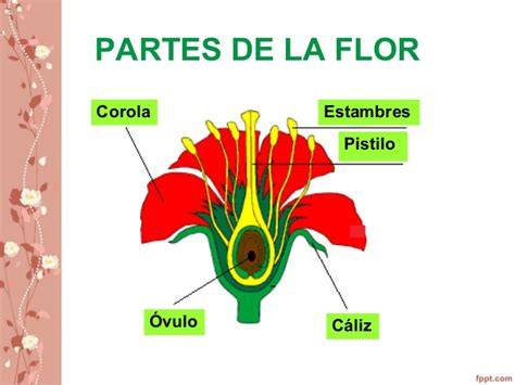 La flor y sus partes