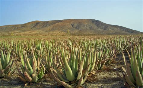 La flore et la faune de l île de Fuerteventura