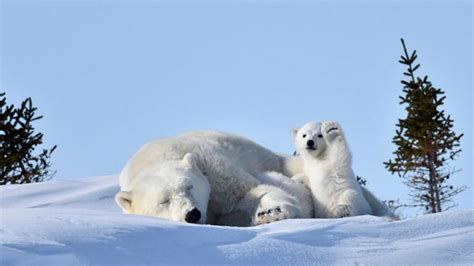 La foto de un oso polar que genera un nuevo desafío en ...