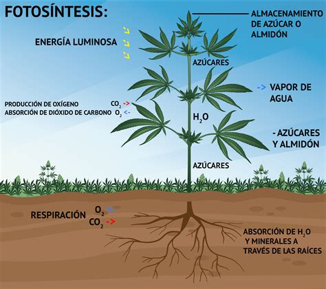 La fotosíntesis: fase luminosa