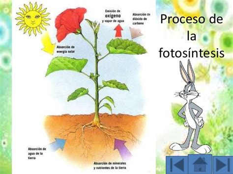 La fotosíntesis