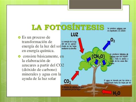 La fotosintesis