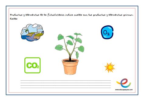 La fotosíntesis   Una guía adaptada para niños de primaria