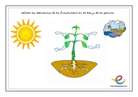 La fotosíntesis Una guía adaptada para niños de primaria