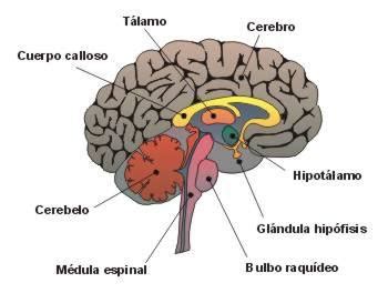 La Función de Relación I . El Sistema Nervioso Humano ...
