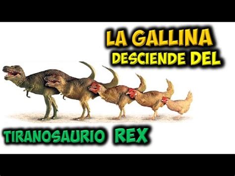 La Gallina Desciende del Tiranosaurio Rex   YouTube