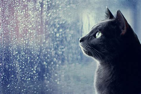La gata bajo la lluvia: “guahhhhhh qué noche!!!