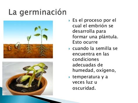 La germinacion en las plantas completa para la maestra2