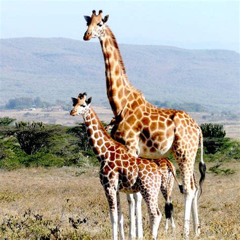 La gestación de las jirafas