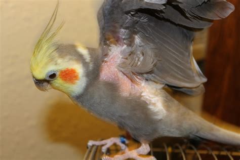 La giardiasis en aves | Infoexóticos