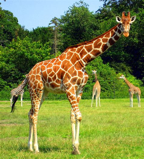 La Girafe | Les Beautés du monde Animal