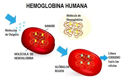 La Hemoglobina y sus valores normales | Cosas Interesantes